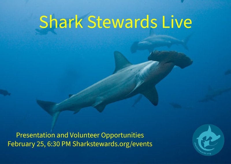 The Admiral Shark Casino Experience: A Review of UK Online Gaming Options - overview